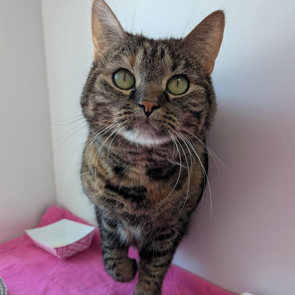 Kitty Magic, Adoptable, Adult Female Domestic Short Hair.
