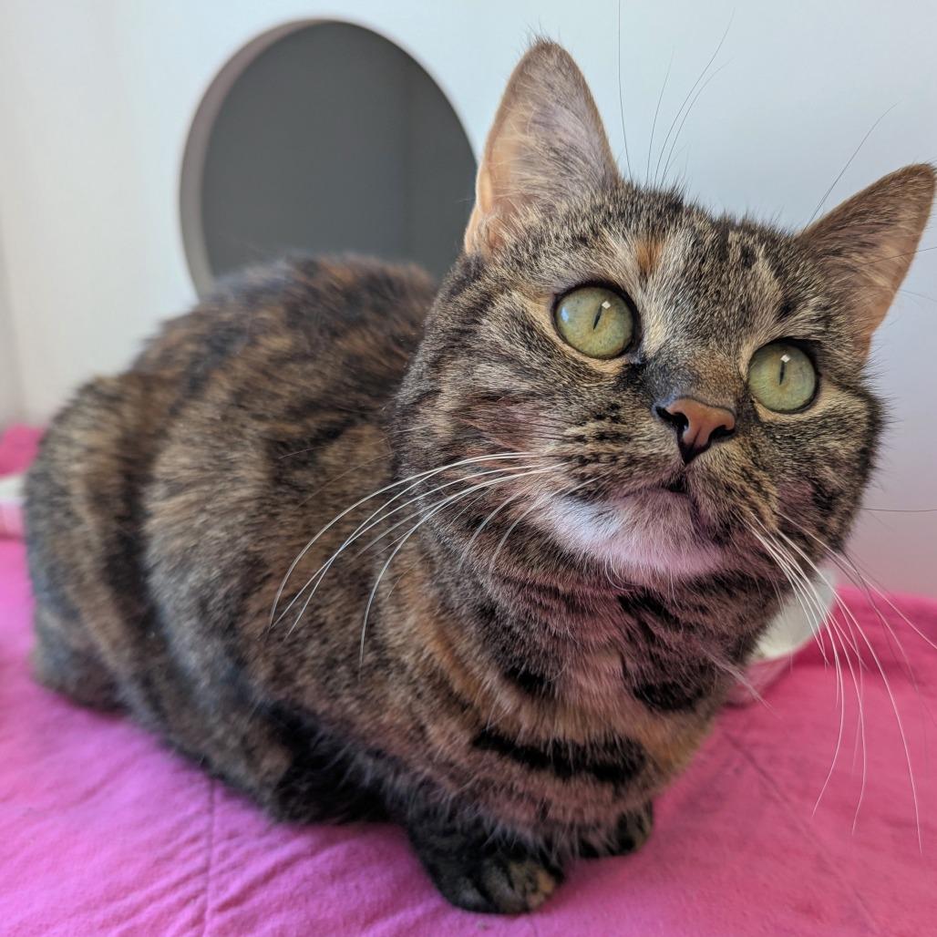Kitty Magic, a Adoptable Domestic Short Hair in Downers Grove, IL image 2/2