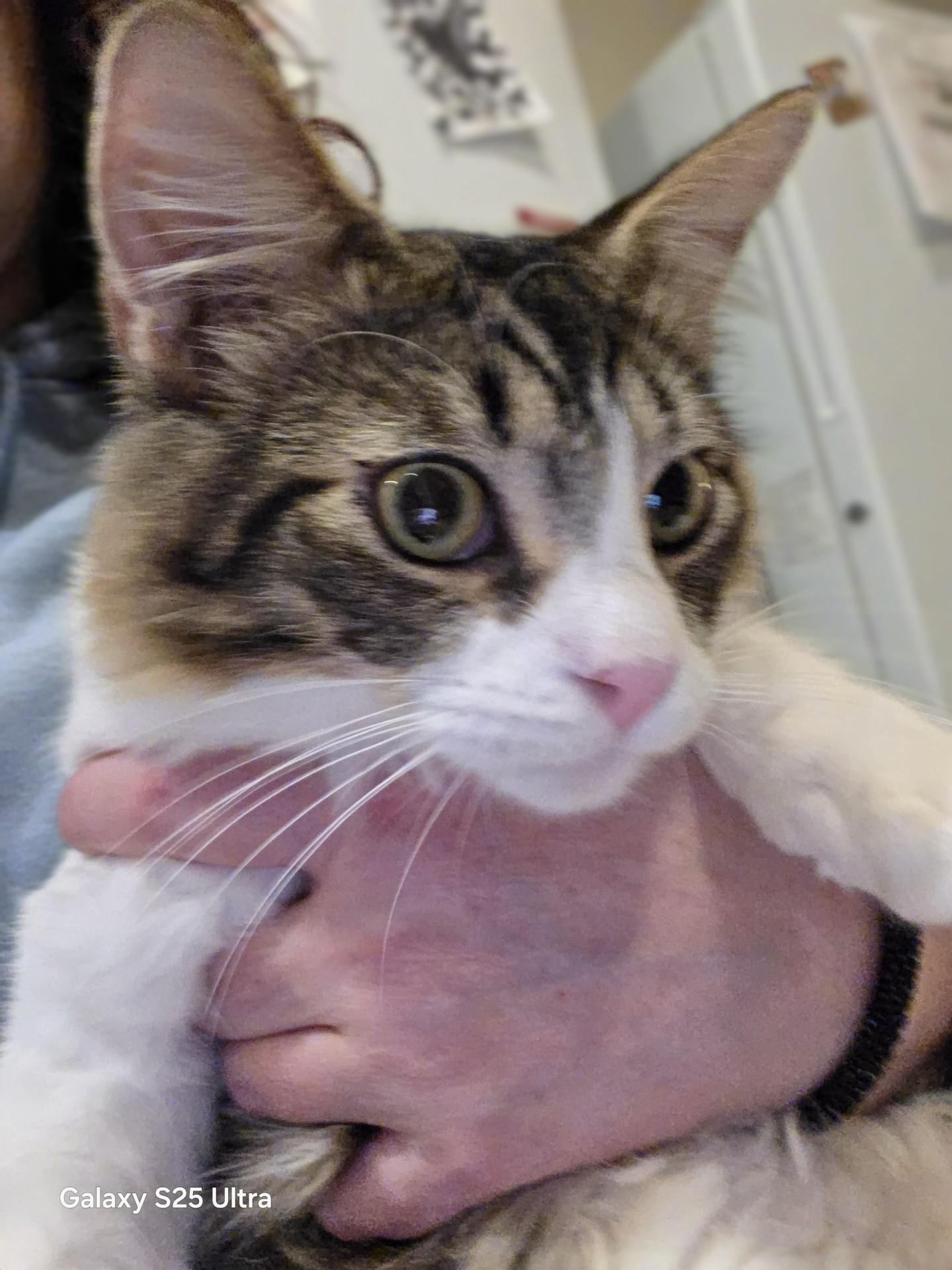 Enlarge Buddy, a ADOPTABLE mixed breed in Fresno, CA image 2/2