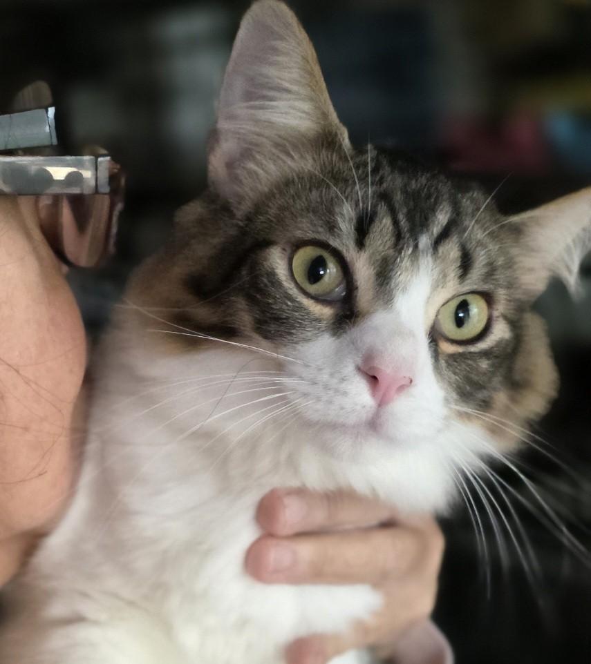 Billy, ADOPTABLE, Adult Male Domestic Long Hair & Calico.