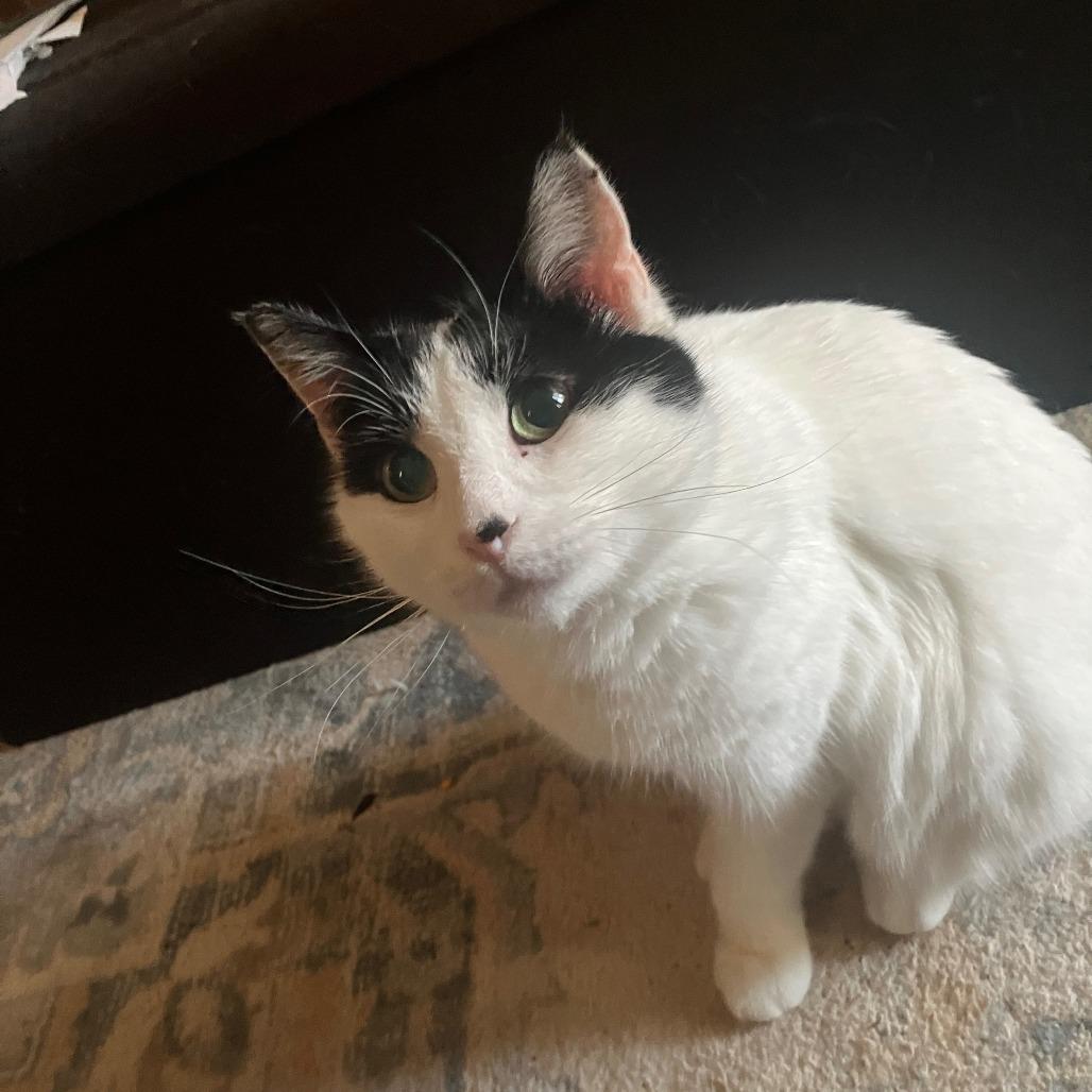 Mimi, Adoptable, Young Female Domestic Short Hair.