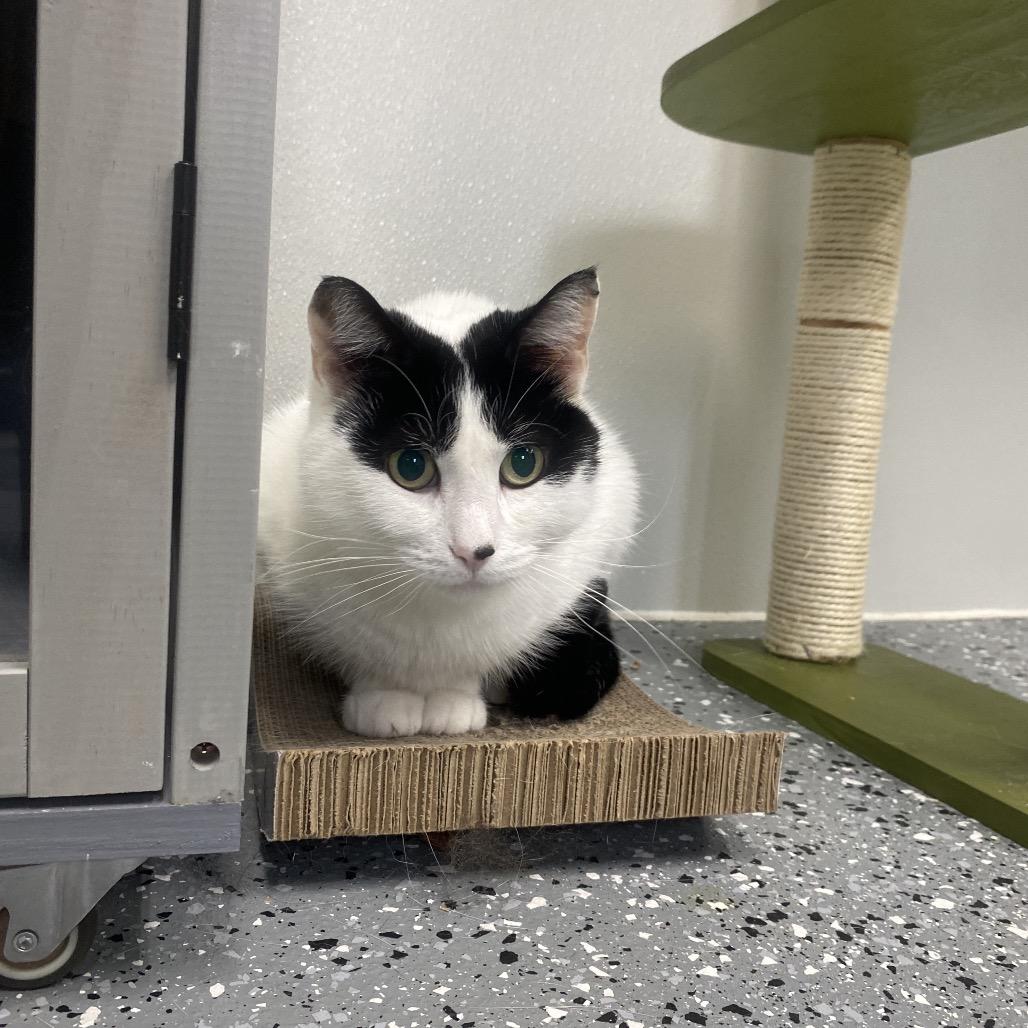 Enlarge Mimi, a Adoptable Domestic Short Hair in Canastota, NY image 2/5