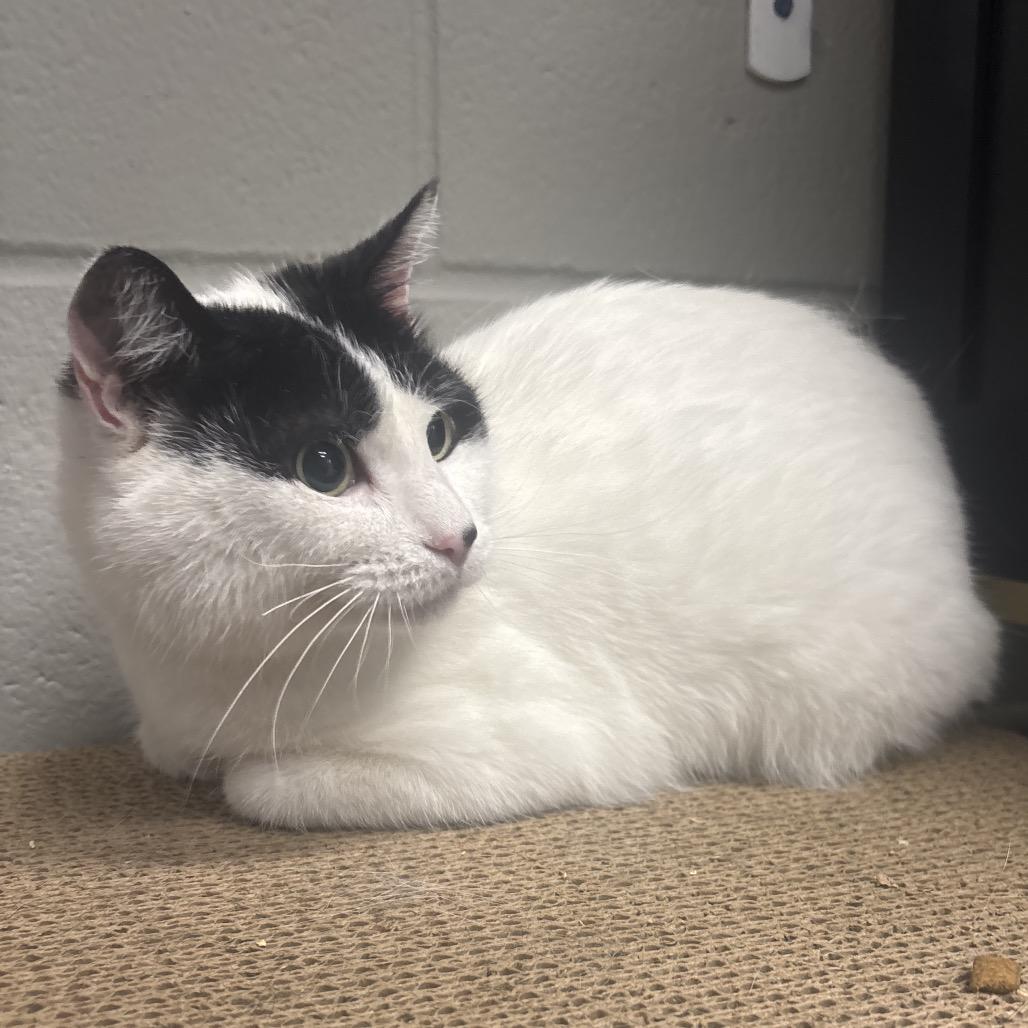 Enlarge Mimi, a Adoptable Domestic Short Hair in Canastota, NY image 3/5