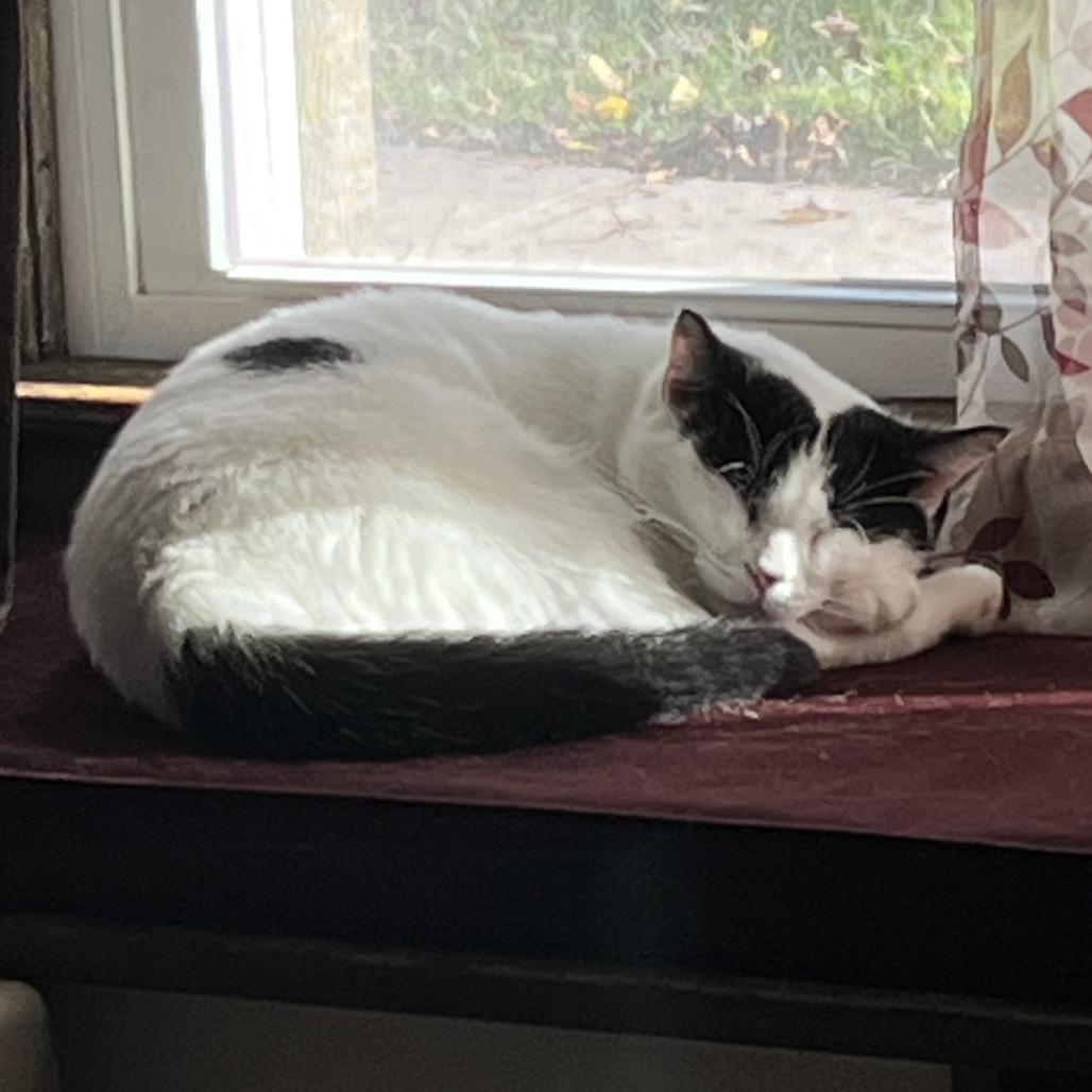 Enlarge Mimi, a Adoptable Domestic Short Hair in Canastota, NY image 4/5