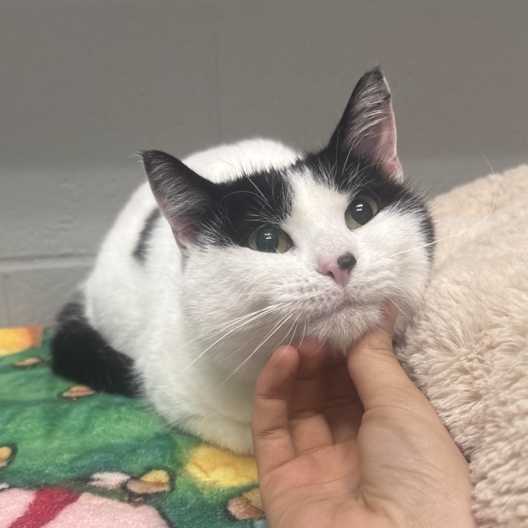 Enlarge Mimi, a Adoptable Domestic Short Hair in Canastota, NY image 5/5