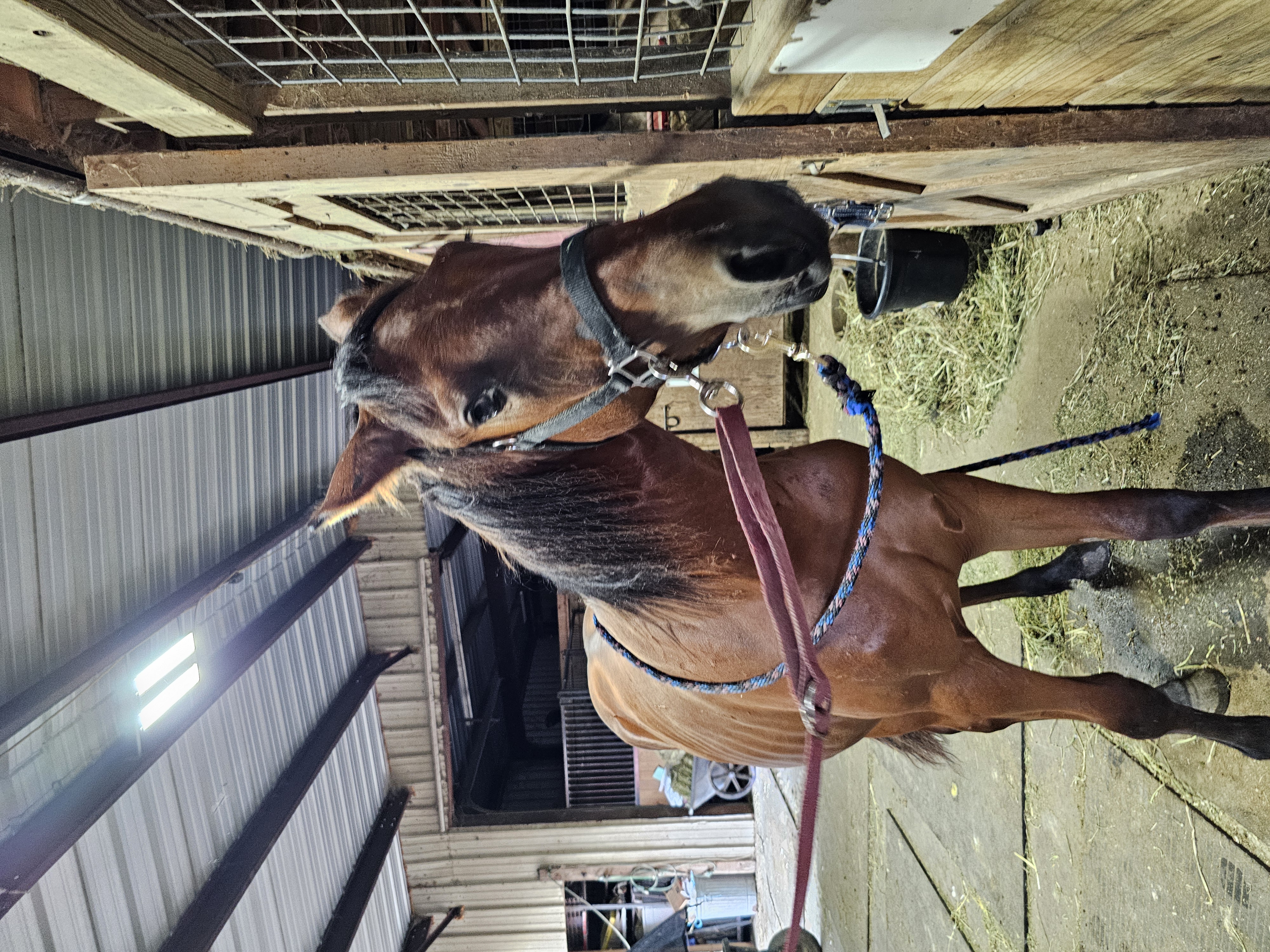 Joleigh, Adoptable, Young Female Standardbred.