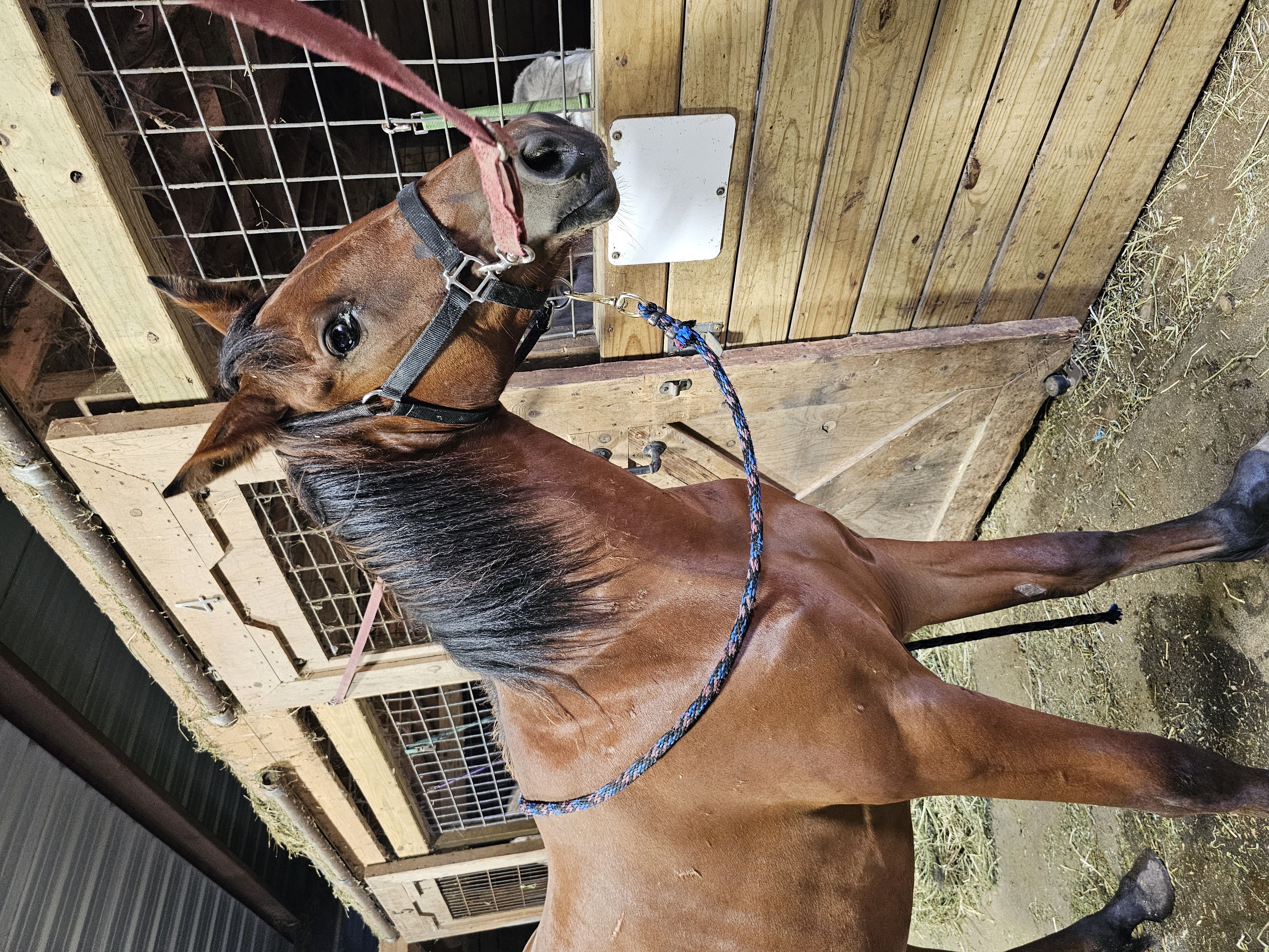 Joleigh, a Adoptable Standardbred in Decatur, IN image 2/3
