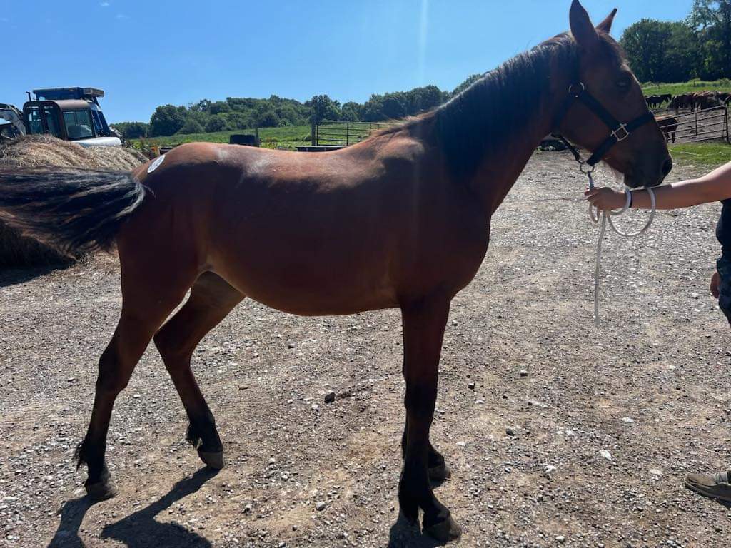 Joleigh, a Adoptable Standardbred in Decatur, IN image 3/3