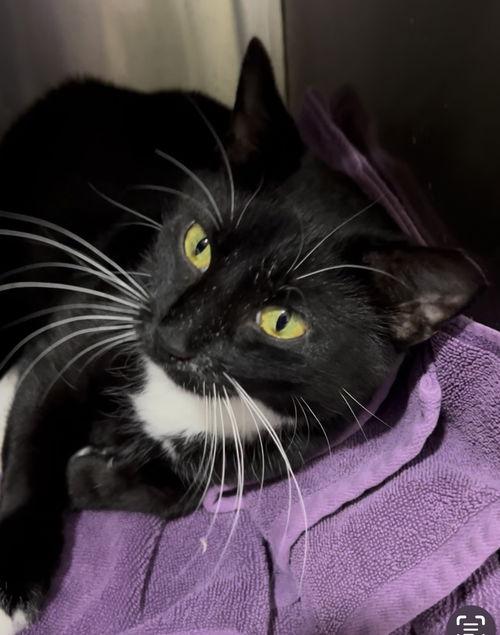 Nala (FCID# 07/01/2025 - 539 Trainer)