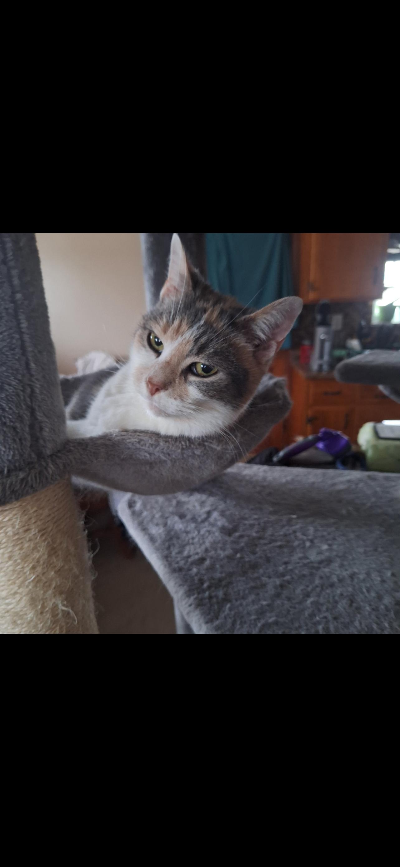 Charlotte, Adopted, Adult Female Domestic Short Hair.