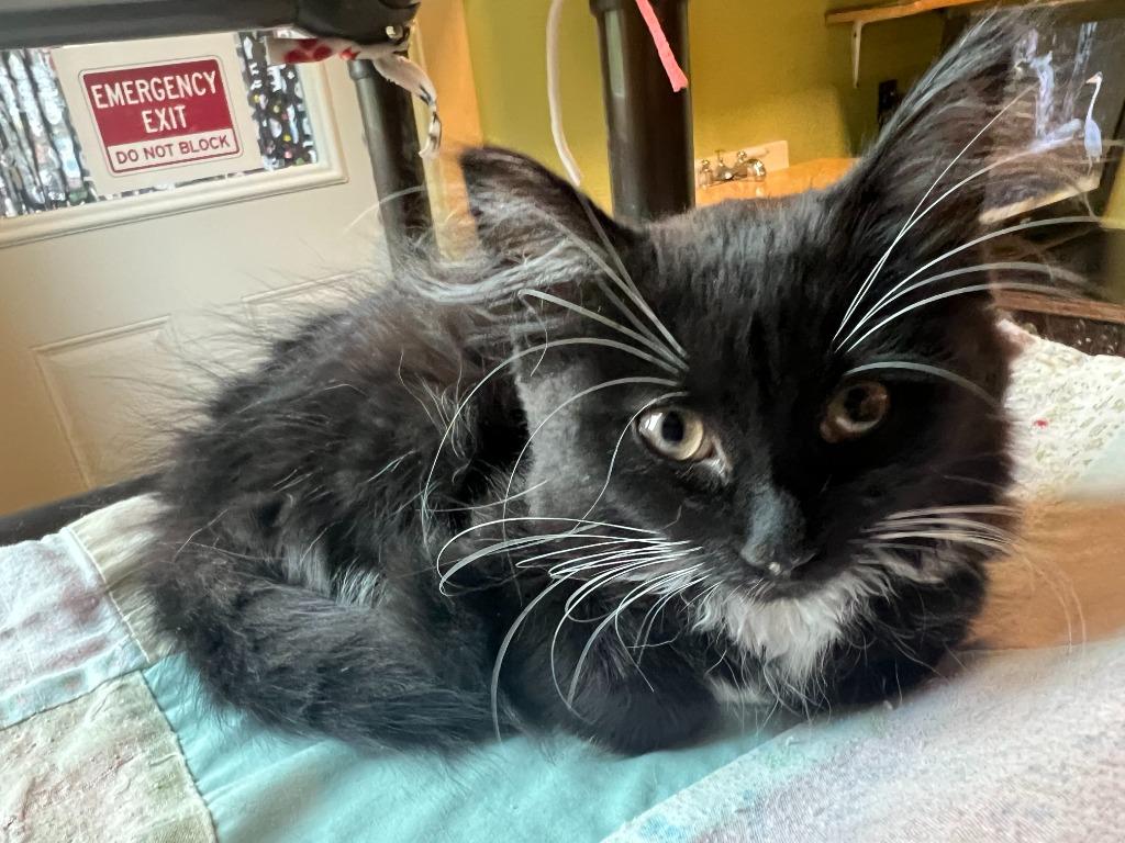 Margareet, Adopted, Kitten Female Domestic Long Hair.