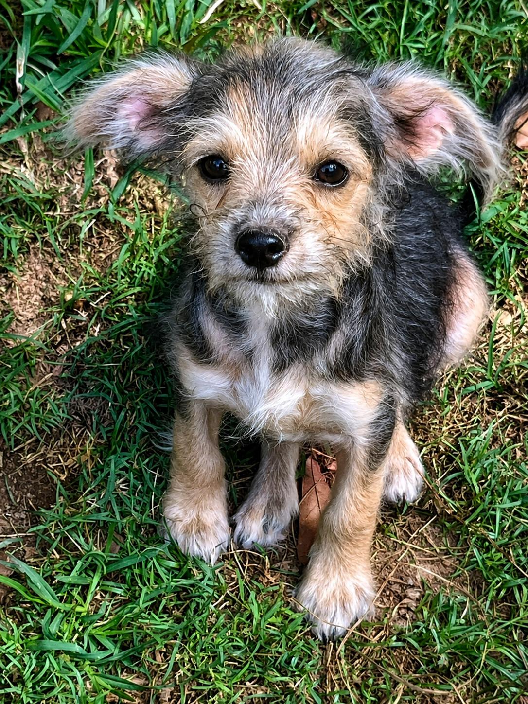 Grumpy, Adoptable, Young Male Chihuahua & Miniature Schnauzer.