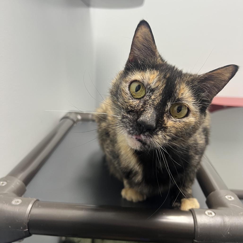 Rooney, Adoptable, Adult Female Domestic Short Hair.