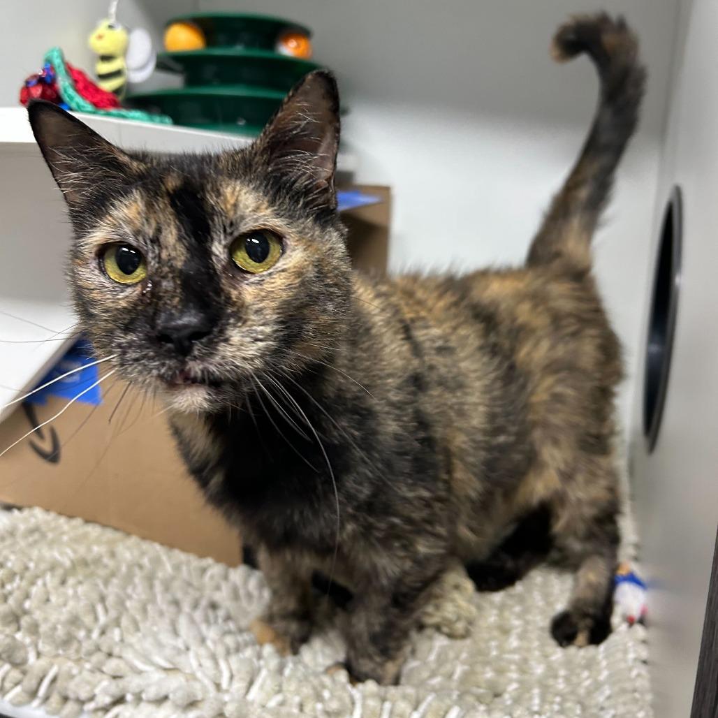 Enlarge Rooney, a Adoptable Domestic Short Hair in Waynesville, NC image 2/6