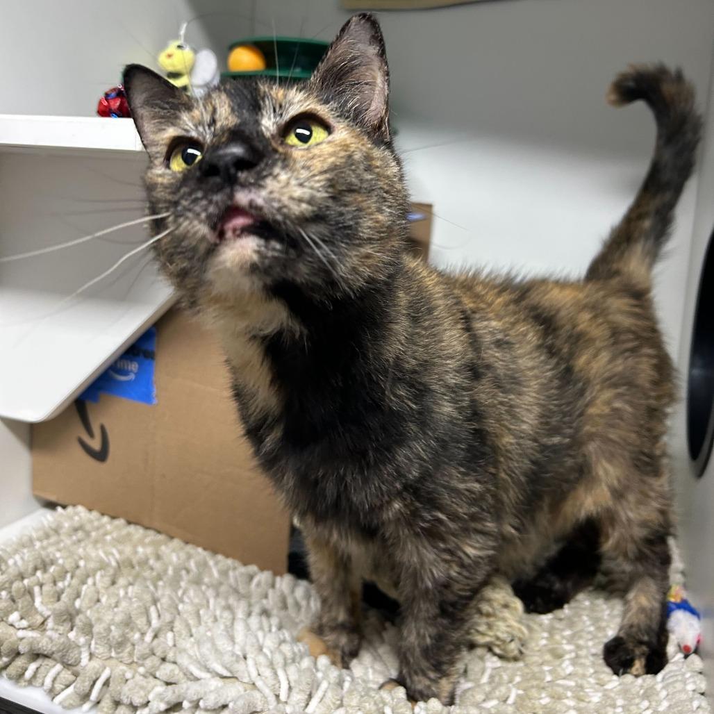 Enlarge Rooney, a Adoptable Domestic Short Hair in Waynesville, NC image 3/6