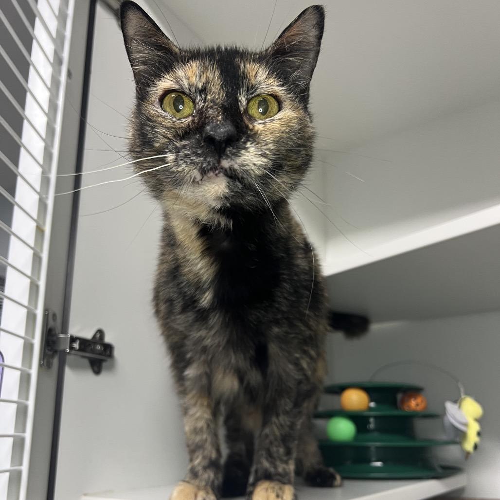 Enlarge Rooney, a Adoptable Domestic Short Hair in Waynesville, NC image 4/6