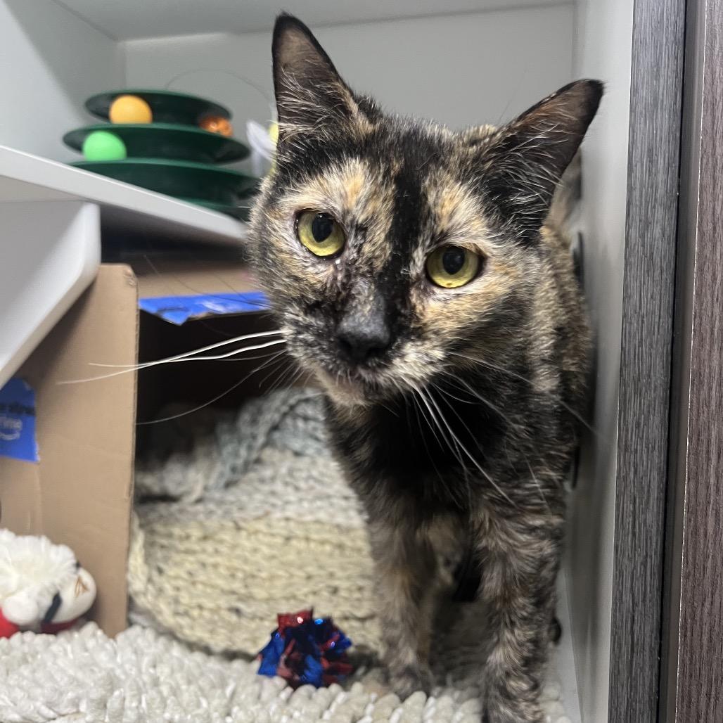 Enlarge Rooney, a Adoptable Domestic Short Hair in Waynesville, NC image 5/6