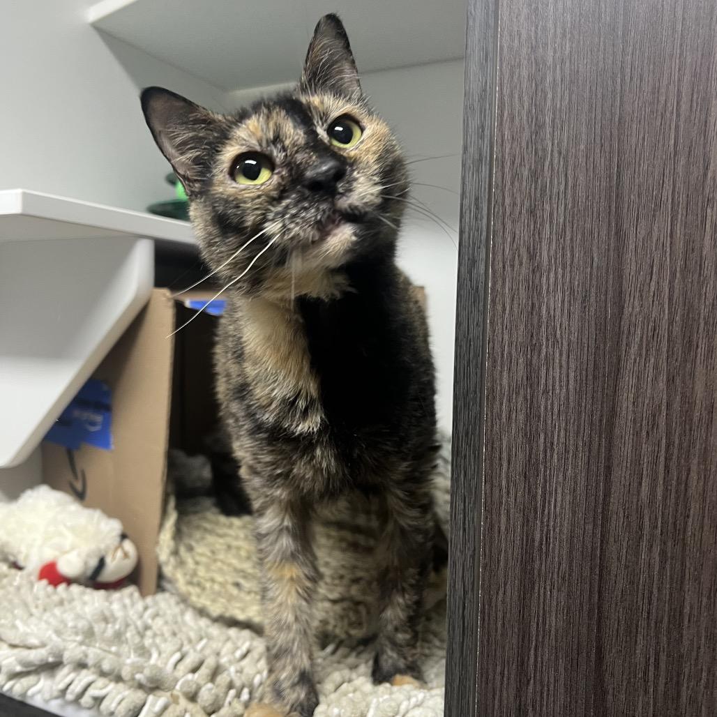 Enlarge Rooney, a Adoptable Domestic Short Hair in Waynesville, NC image 6/6