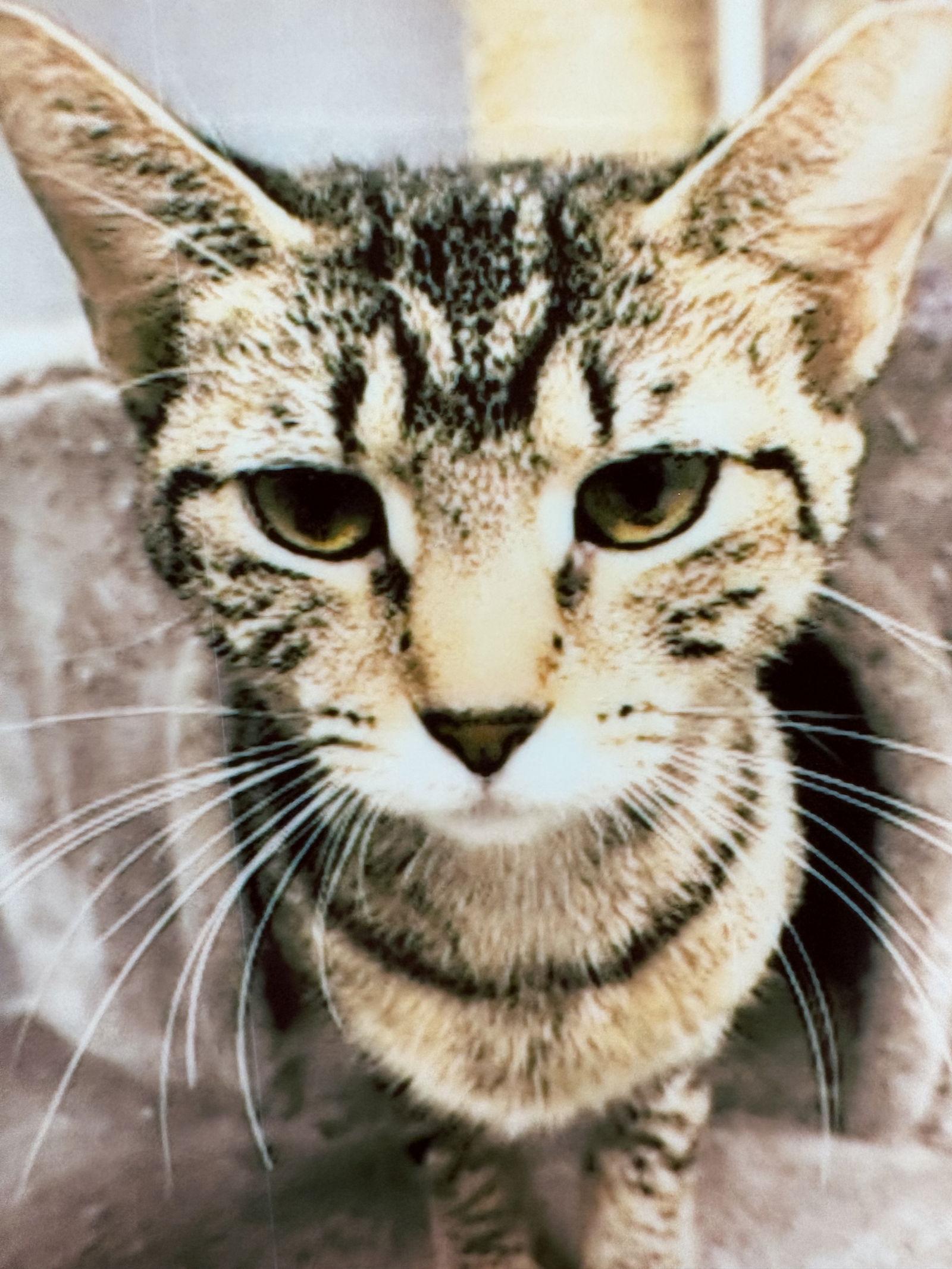 Lorelei, Adoptable, Young Female Domestic Short Hair.