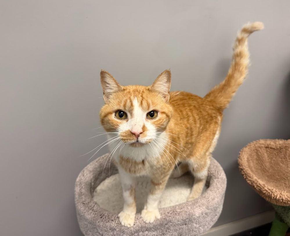 Enlarge Phoenix, a Adopted Domestic Short Hair in Hudson, NH image 1/1