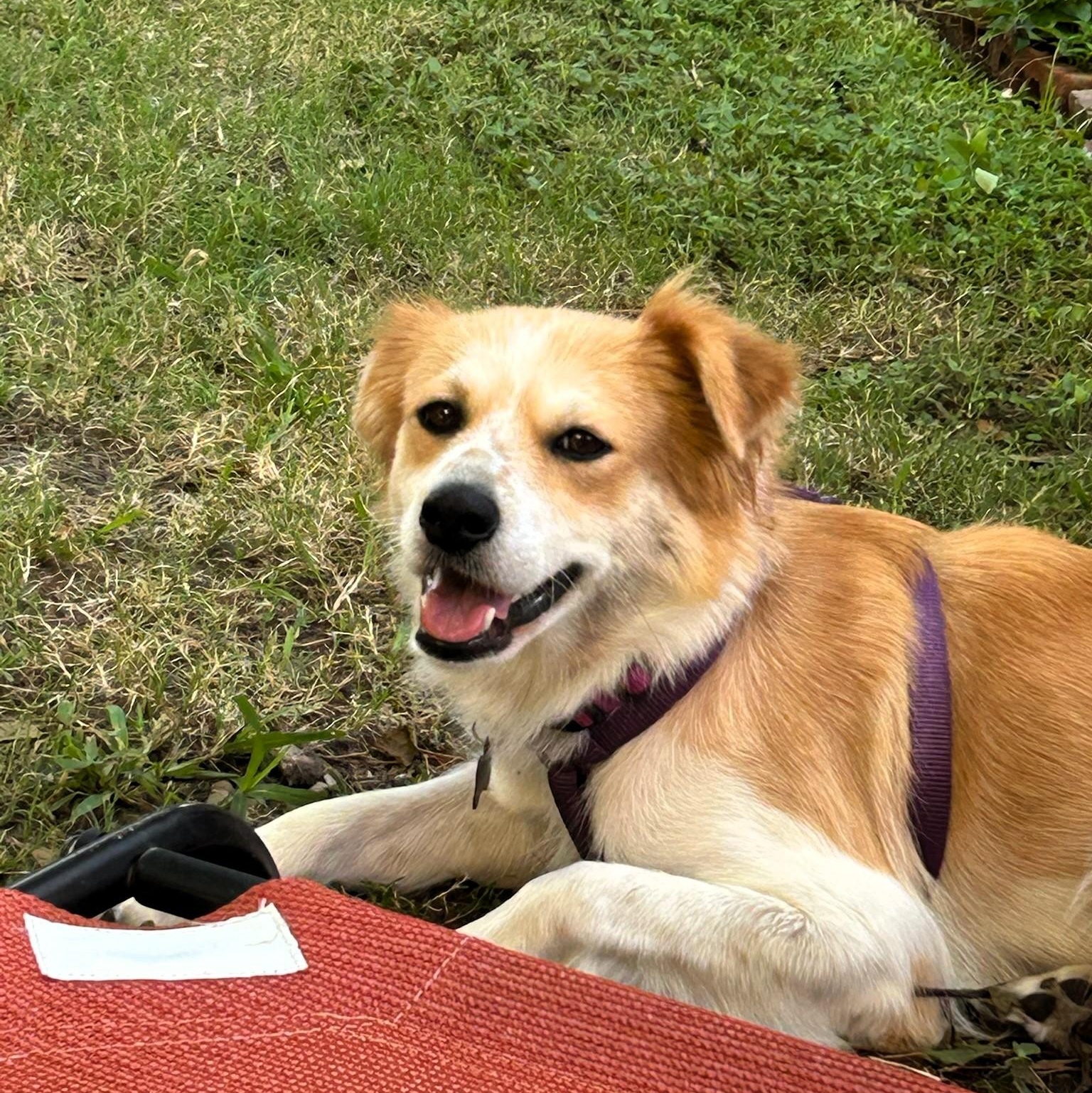 Gracie photo 5
