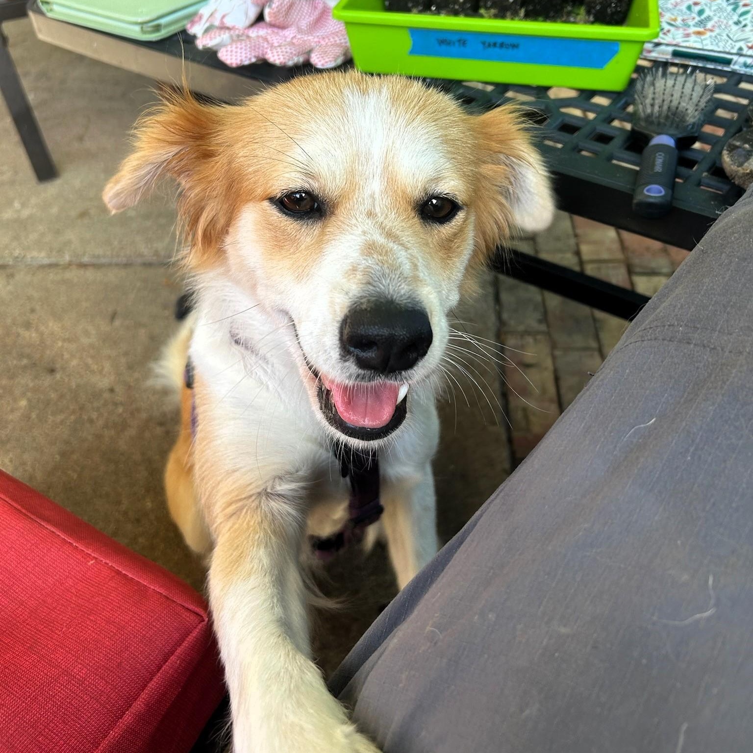 Gracie photo 3