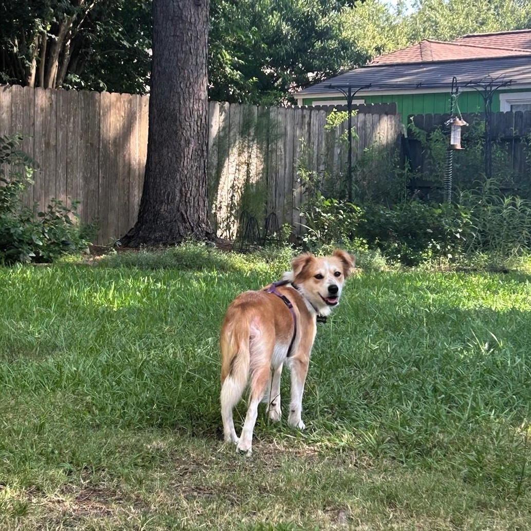 Gracie photo 4