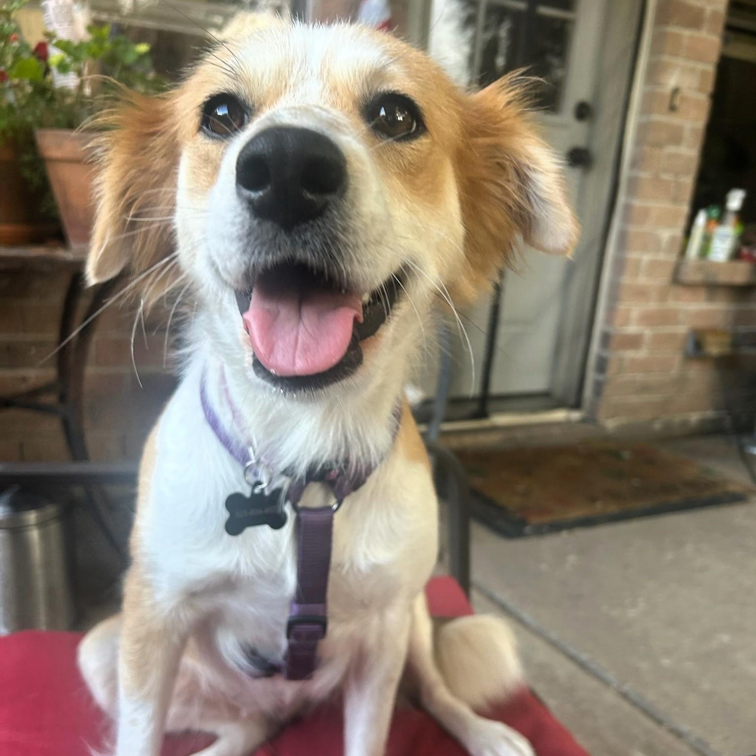 Gracie