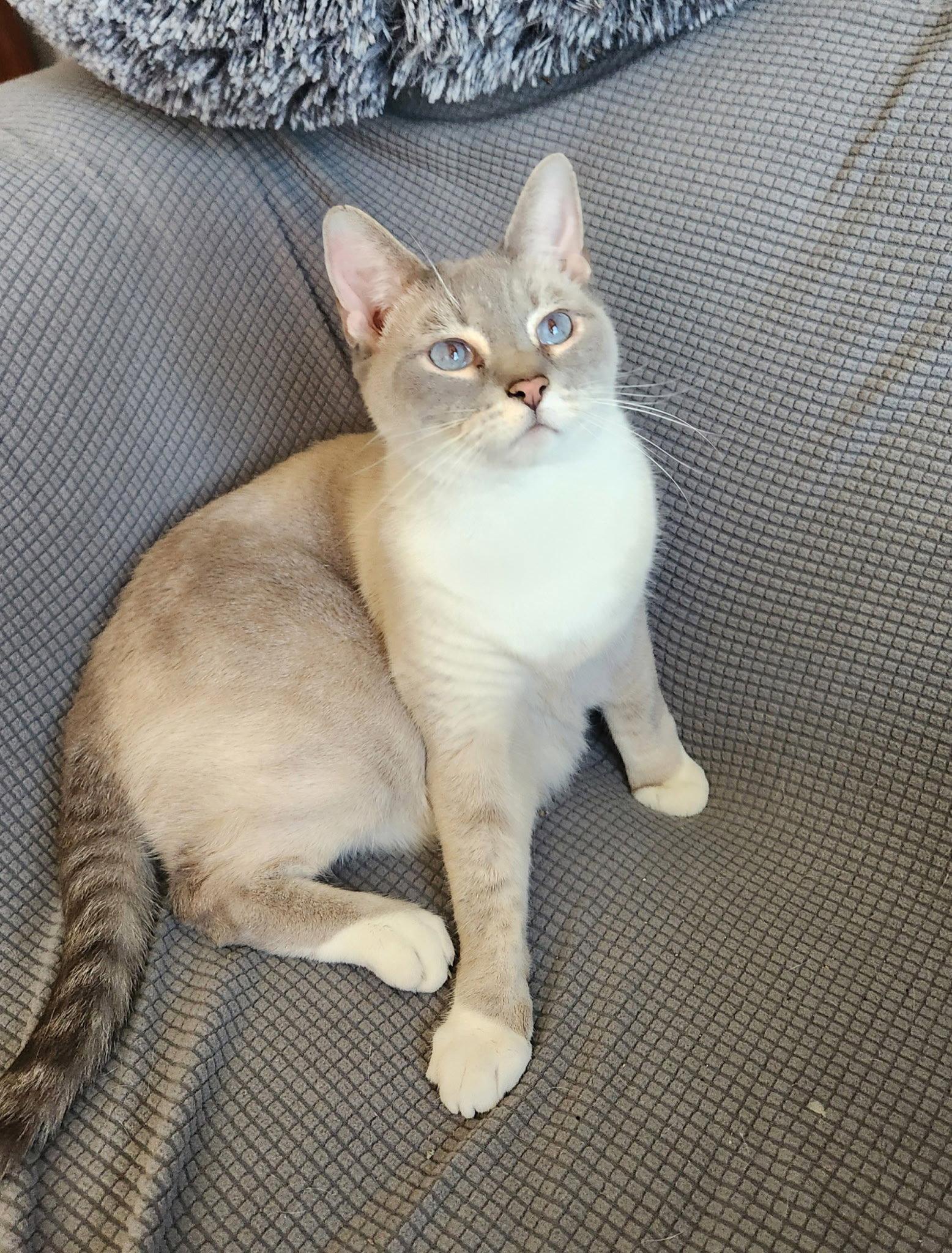 Enlarge Tesla PENDING ADOPTION, a Adopted mixed breed in Seaford, DE image 1/2