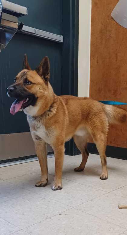 Kuma, Adoptable, Adult Male Akita & German Shepherd Dog.