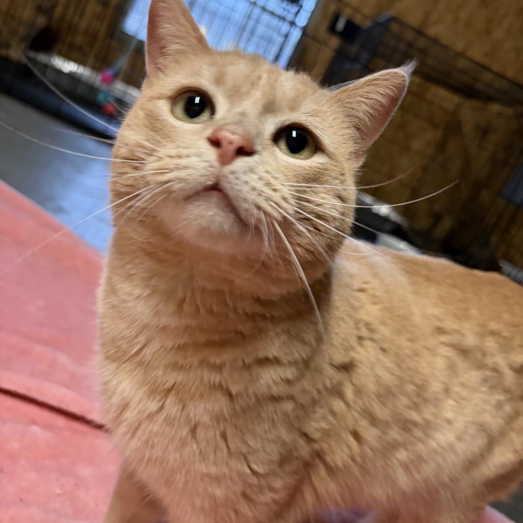 Boudreaux, Adoptable, Adult Male Domestic Short Hair.