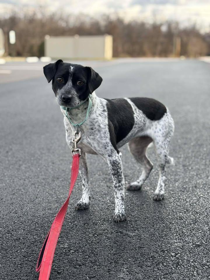 Seafoam , a ADOPTABLE mixed breed in Shepherdsville, KY image 1/2