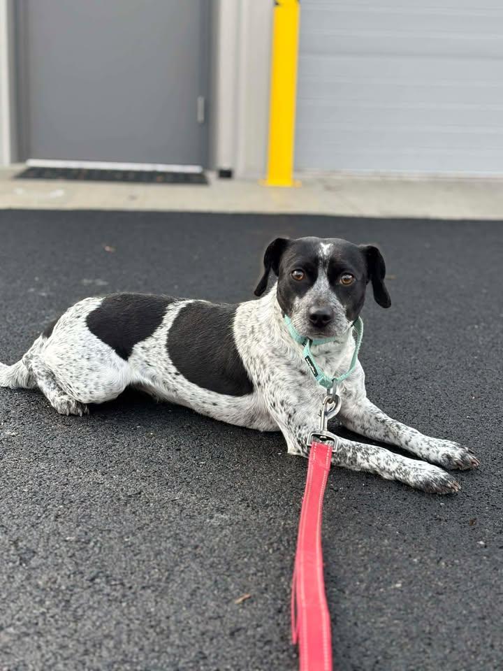 Seafoam , a ADOPTABLE mixed breed in Shepherdsville, KY image 2/2