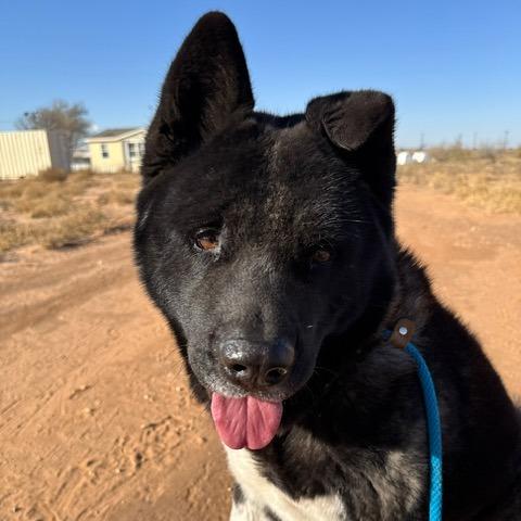 Enlarge Yoshi, a Adoptable Akita in Midland, TX image 1/2