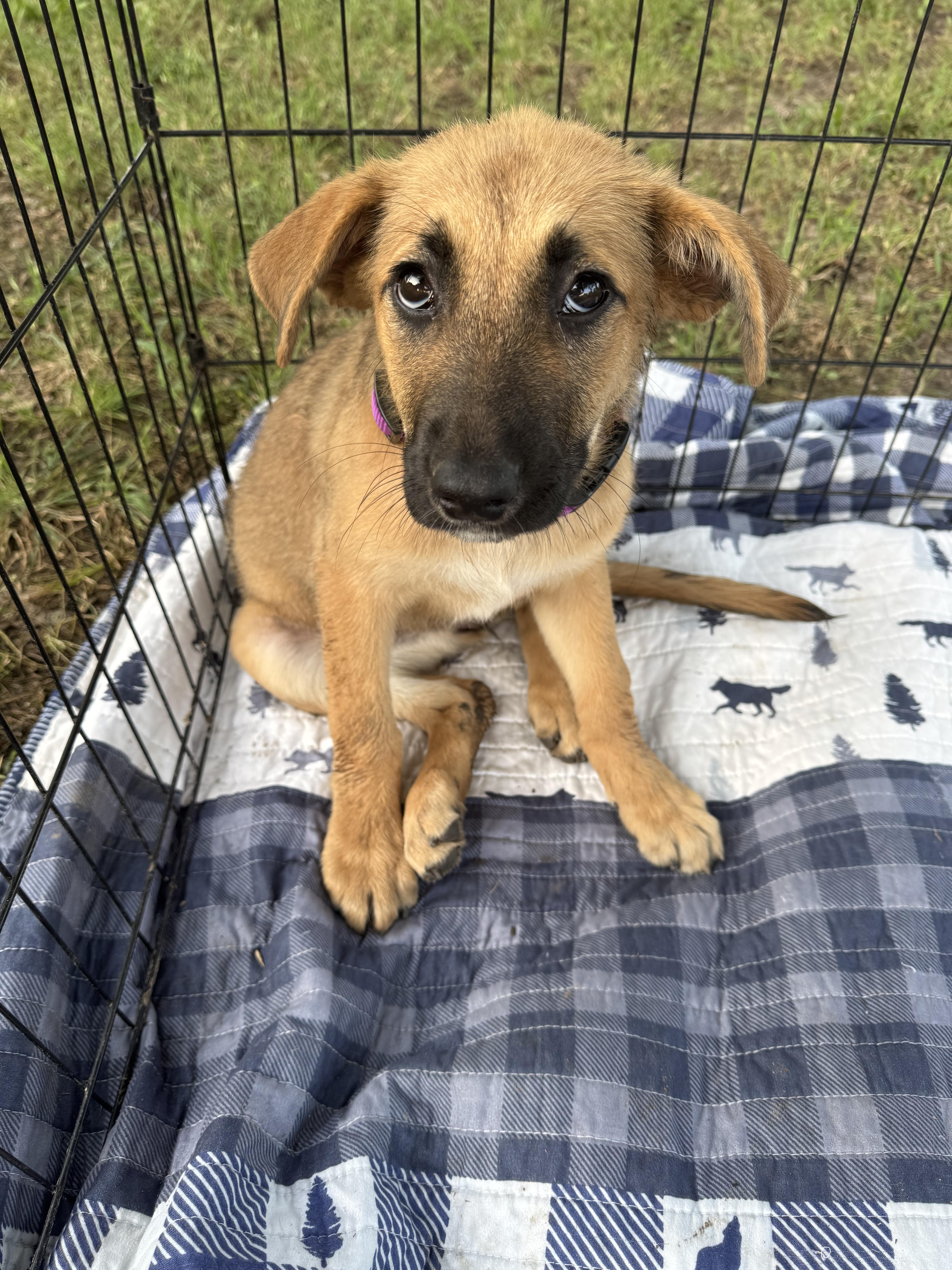 Stella, Baby Female German Shepherd Dog