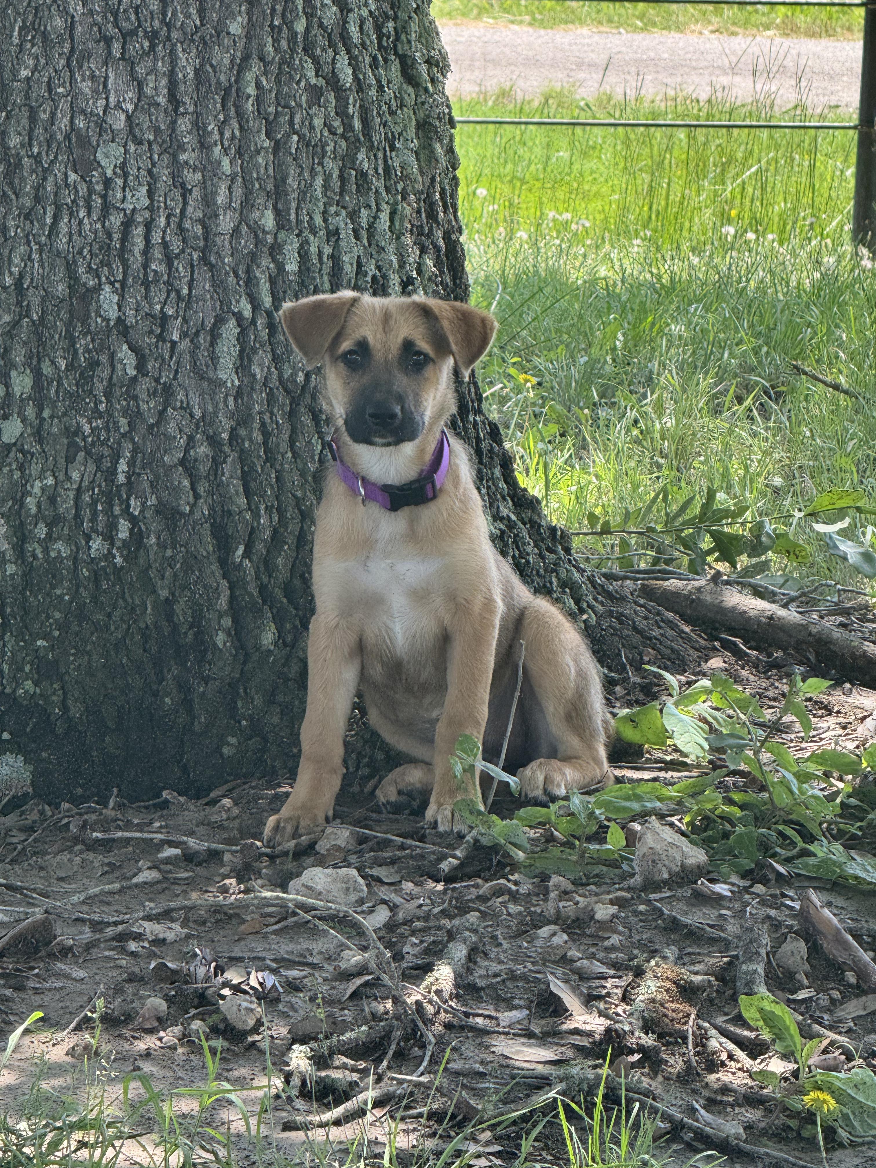 Stella photo 3