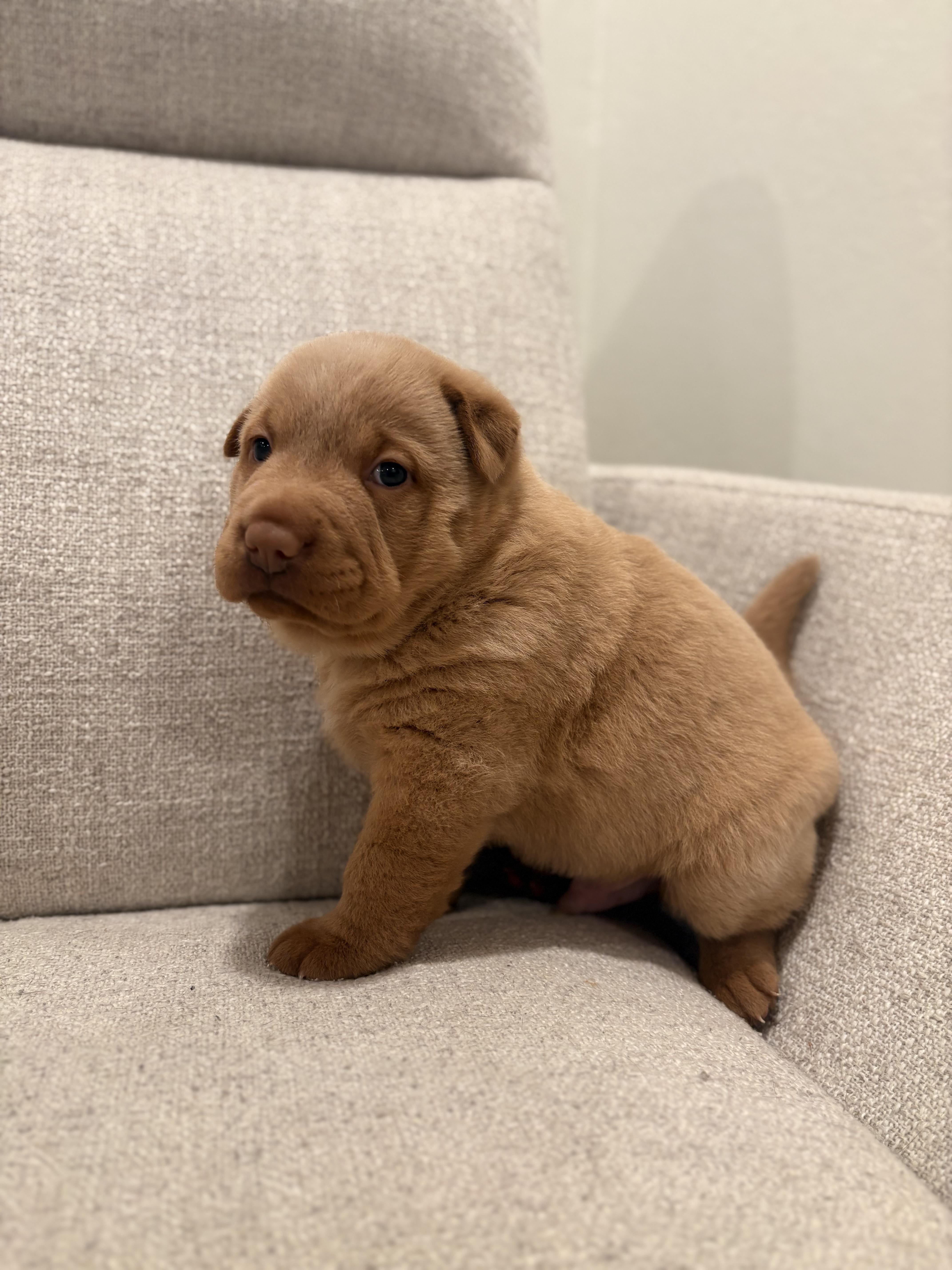 Tater Tot, Adoptable, Puppy Male Shar-Pei & Chow Chow.