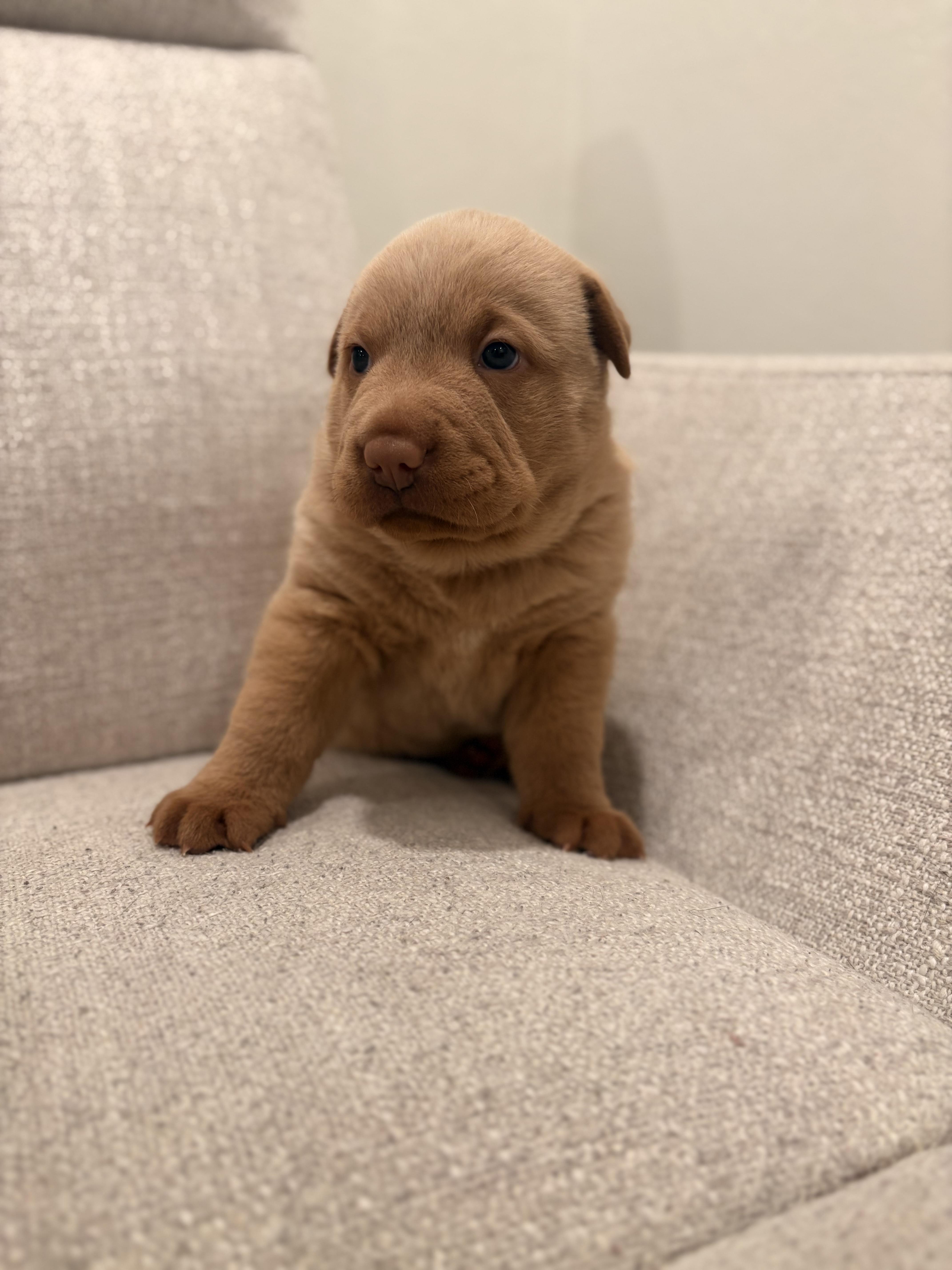 Tater Tot, a Adoptable mixed breed in Discovery Bay, CA image 2/6