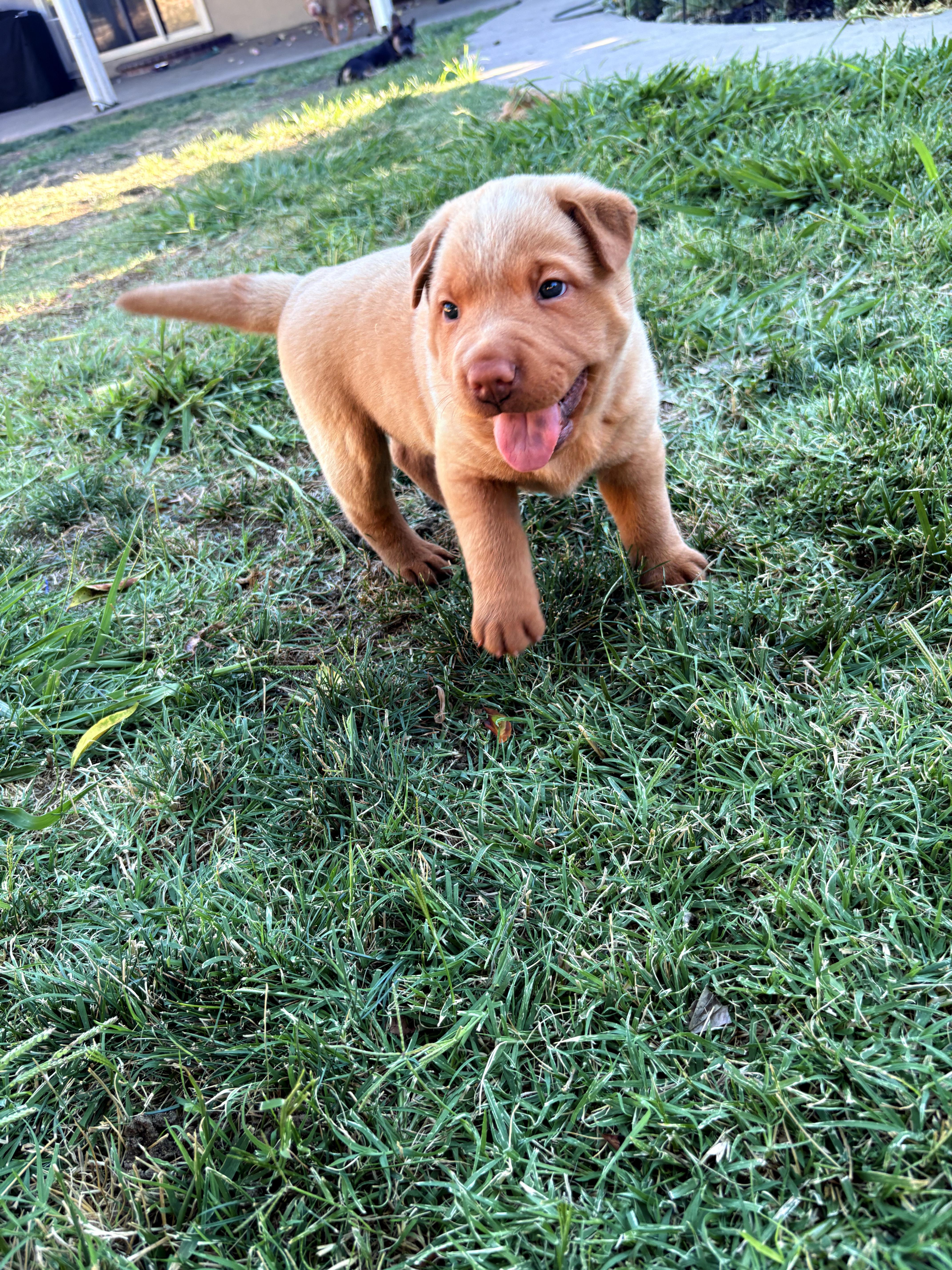 Tater Tot, a Adoptable mixed breed in Discovery Bay, CA image 3/6