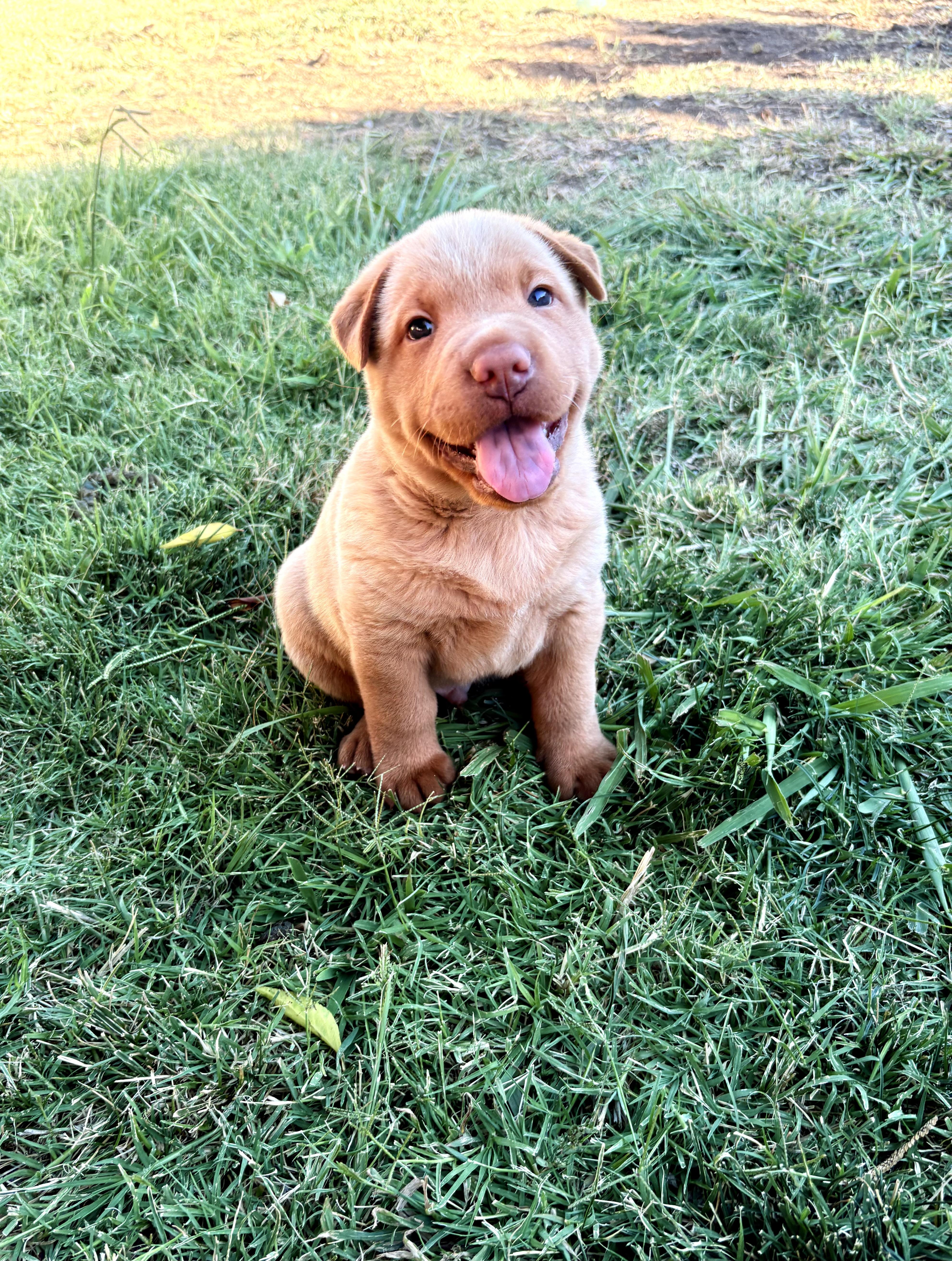 Tater Tot, a Adoptable mixed breed in Discovery Bay, CA image 4/6