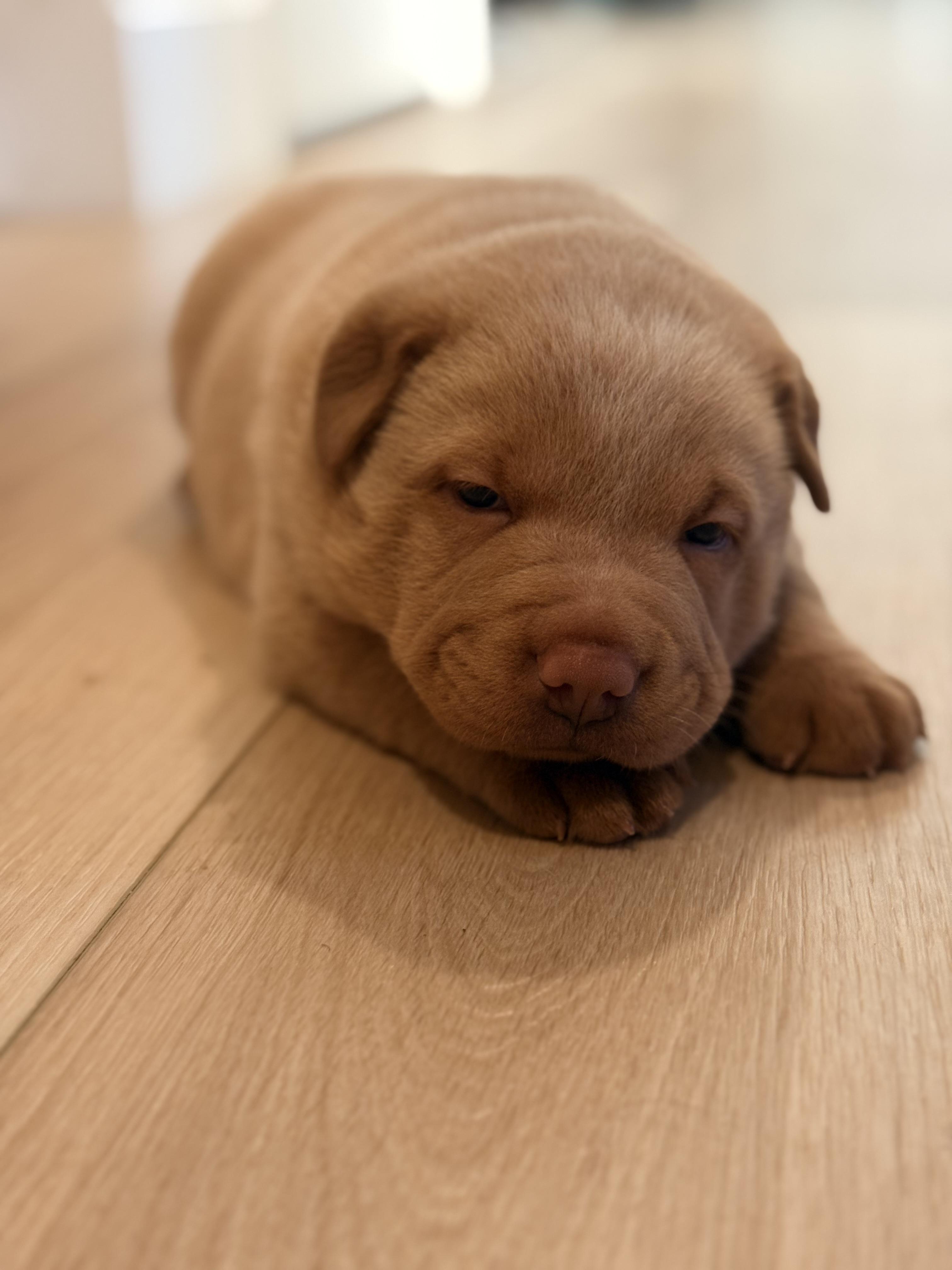 Tater Tot, a Adoptable mixed breed in Discovery Bay, CA image 5/6