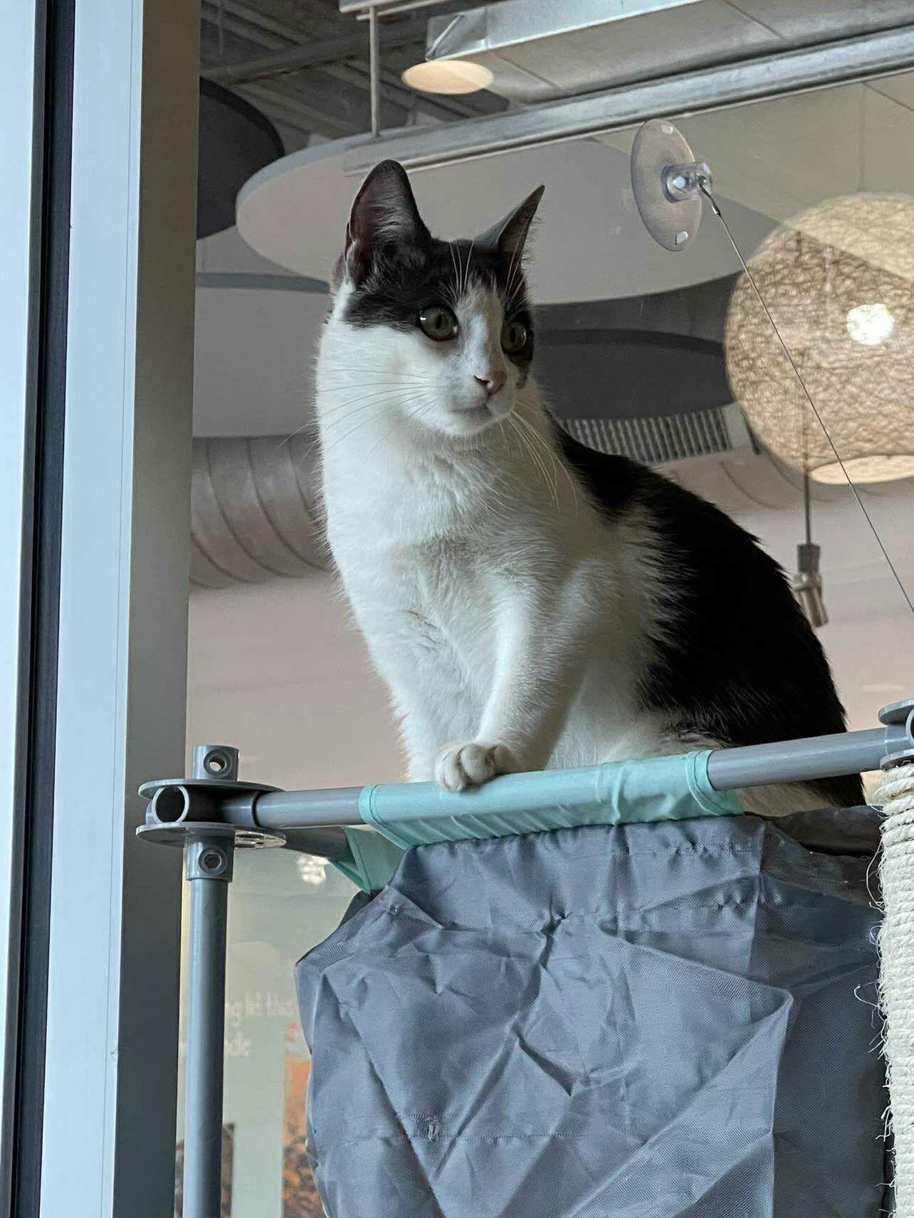 Eliot, a Adoptable Domestic Short Hair in Oakboro , NC image 1/3