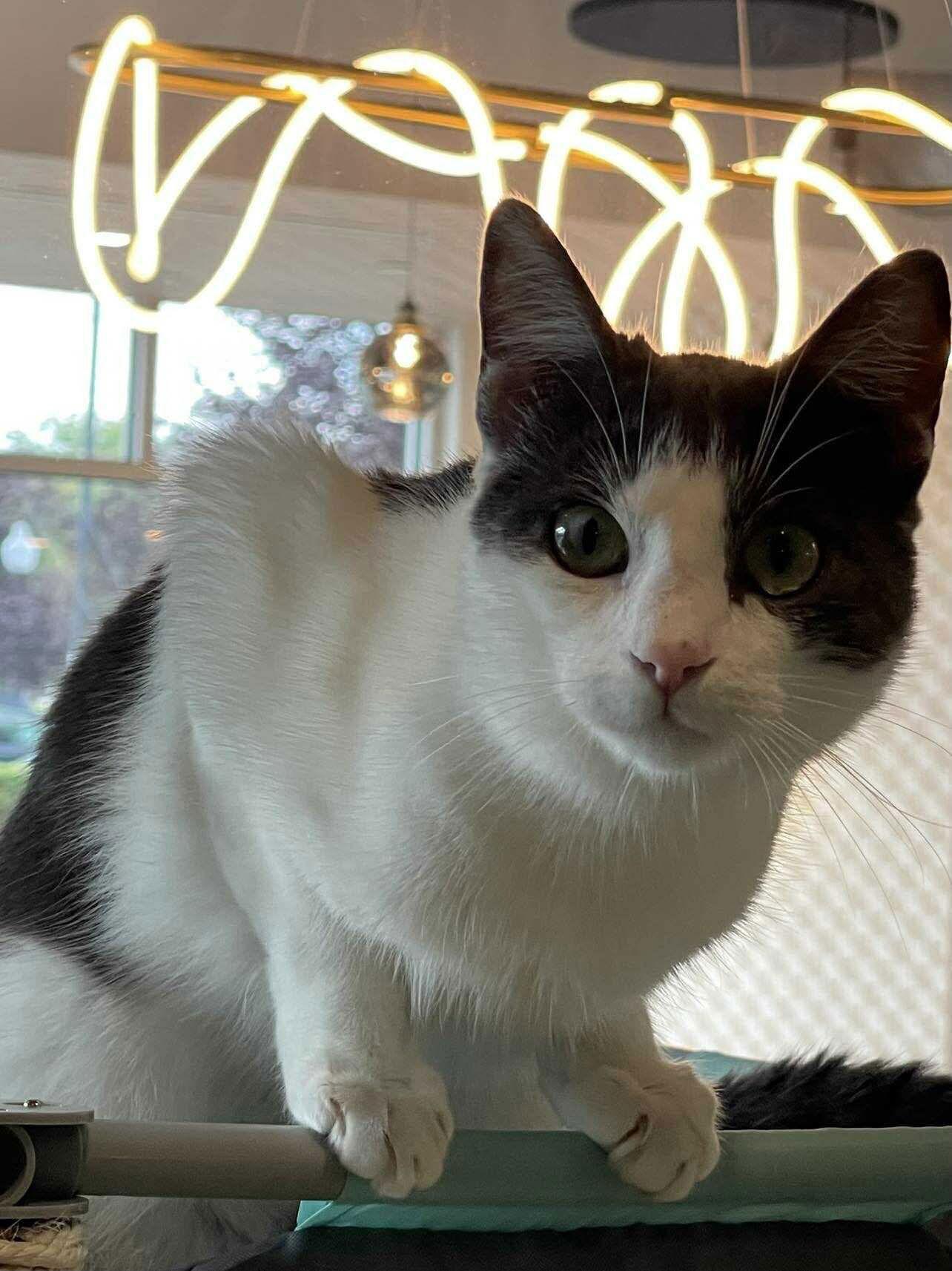 Eliot, a Adoptable Domestic Short Hair in Oakboro , NC image 2/3