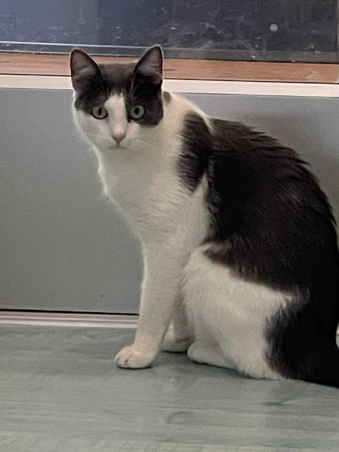 Eliot, a Adoptable Domestic Short Hair in Oakboro , NC image 3/3