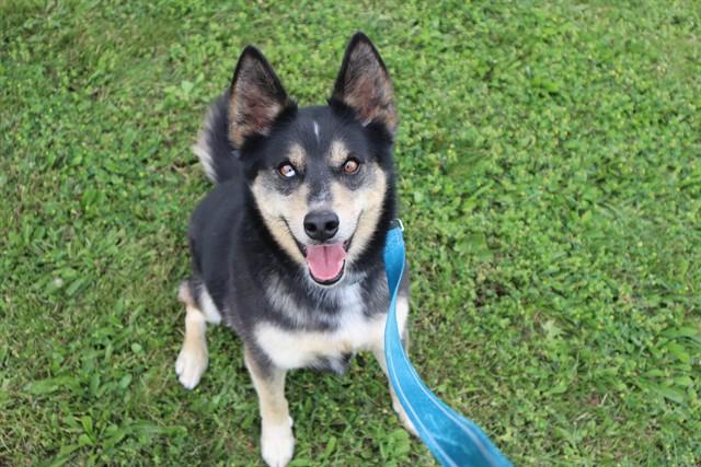 ALADDIN, Adoptable, Adult Male Pomeranian & Husky.