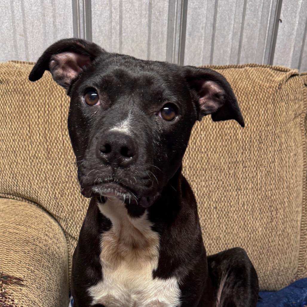 Enlarge Ellen Sue, a Adoptable Mixed Breed in Pinson, TN image 1/3