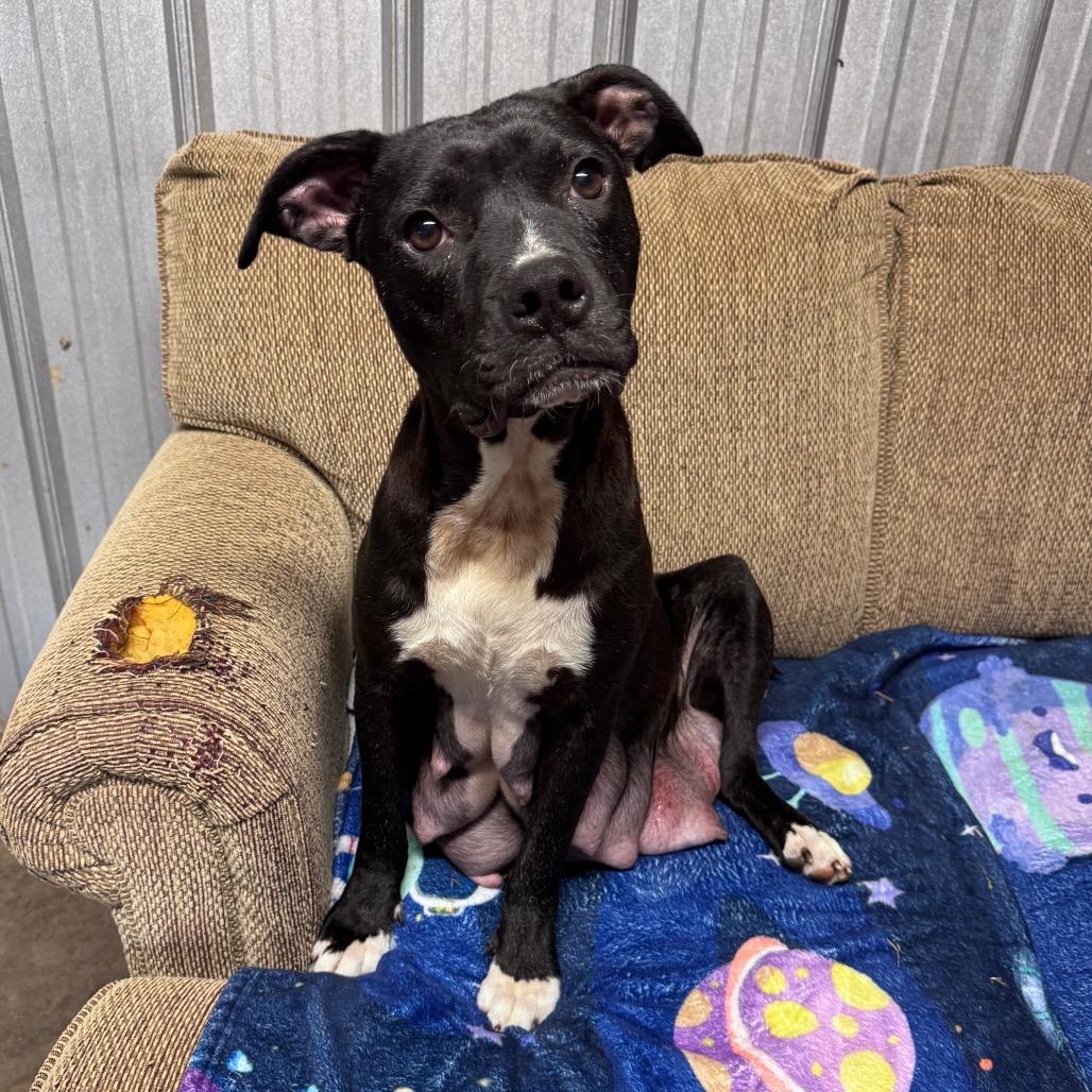 Enlarge Ellen Sue, a Adoptable Mixed Breed in Pinson, TN image 2/3