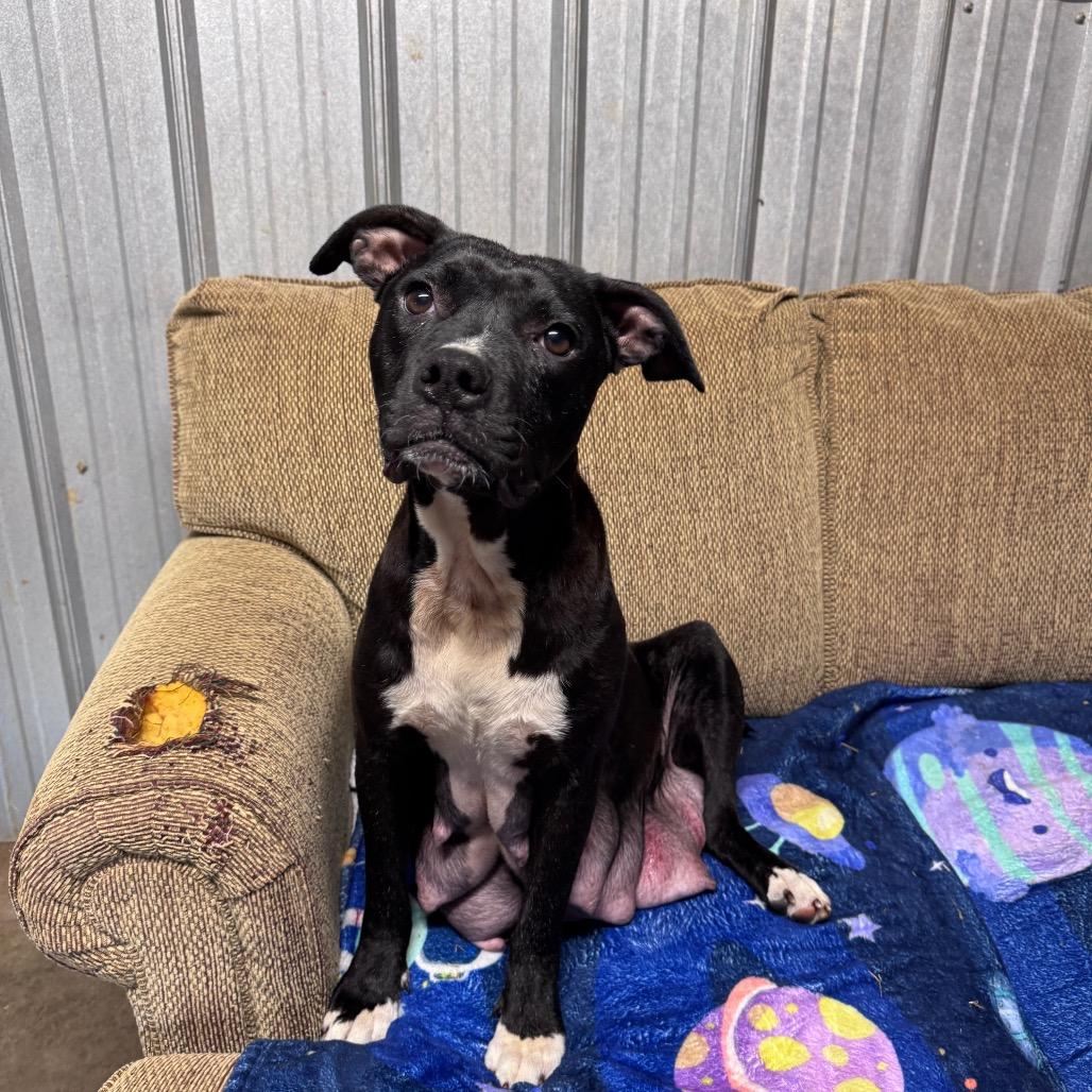 Enlarge Ellen Sue, a Adoptable Mixed Breed in Pinson, TN image 3/3