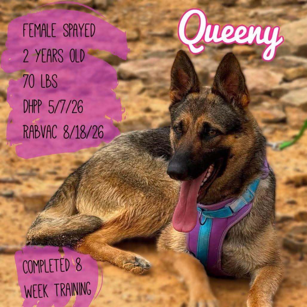 Enlarge Queenie, a ADOPTABLE German Shepherd Dog in Lake Geneva, WI image 4/6