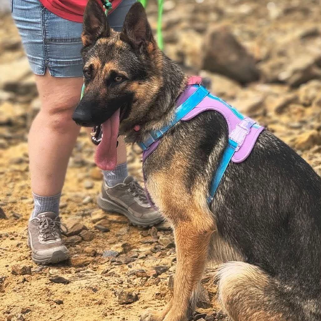 Enlarge Queenie, a ADOPTABLE German Shepherd Dog in Lake Geneva, WI image 3/6